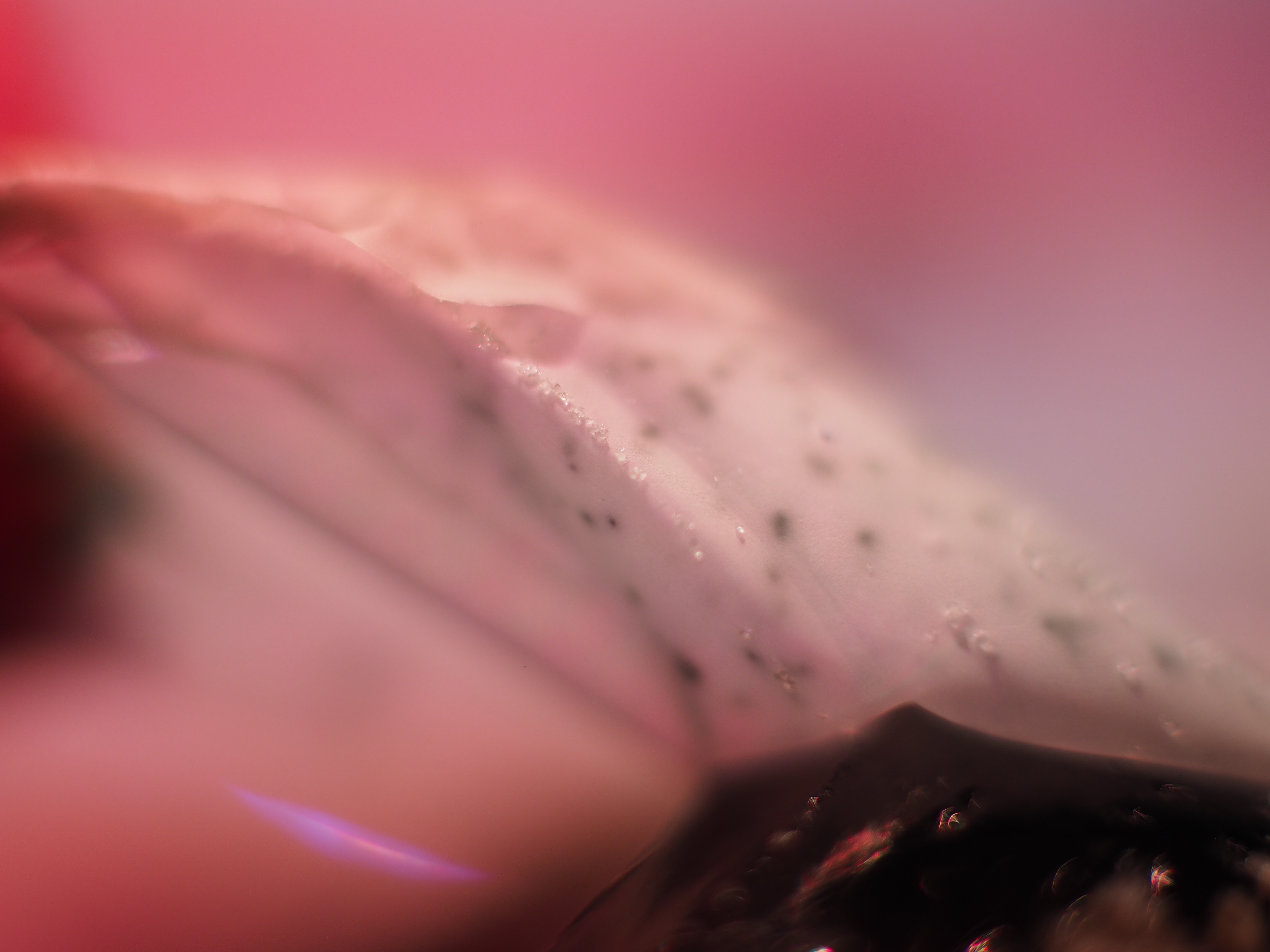 Preciousness and Power